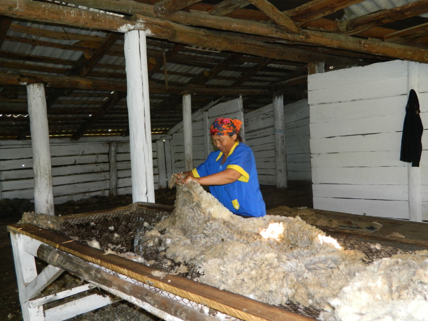 Овцеводам Забайкалья выделят 10 миллионов рублей на реализованную шерсть